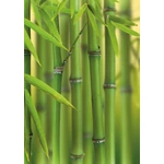 HB SPC/vinyl vízálló fali panel, Bamboo Sprouts (2605 x 1868 mm)