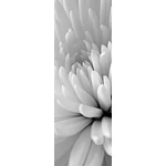 HB SPC/vinyl vízálló fali panel, Chrysanthemum Close Up (2605 x 934 mm)