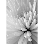 HB SPC/vinyl vízálló fali panel, Chrysanthemum Close Up (2605 x 1868 mm)