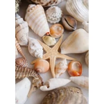 HB SPC/vinyl vízálló fali panel, Seashells and Starfish (2605 x 1868 mm)