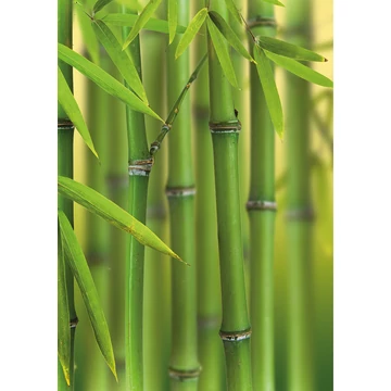 HB SPC/vinyl vízálló fali panel, Bamboo Sprouts (2605 x 1868 mm)