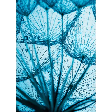 HB SPC/vinyl vízálló fali panel, Taraxamcum with Dew Drops (2605 x 1868 mm)