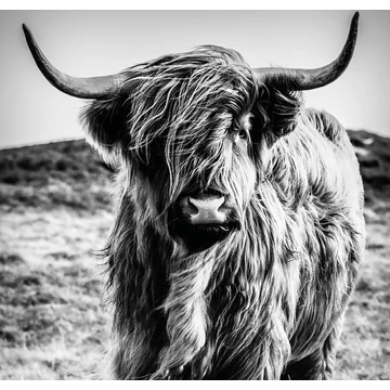 HB SPC/vinyl vízálló fali panel, Highlander (2605 x 2802 mm)