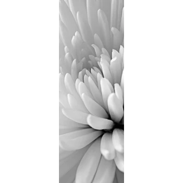 HB SPC/vinyl vízálló fali panel, Chrysanthemum Close Up (2605 x 934 mm)