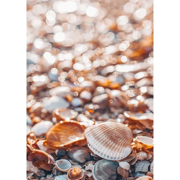 HB SPC/vinyl vízálló fali panel, Shells on the Beach (2605 x 1868 mm)