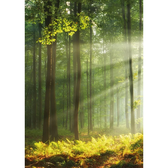 HB SPC/vinyl vízálló fali panel, Sunny Forest (2605 x 1868 mm)