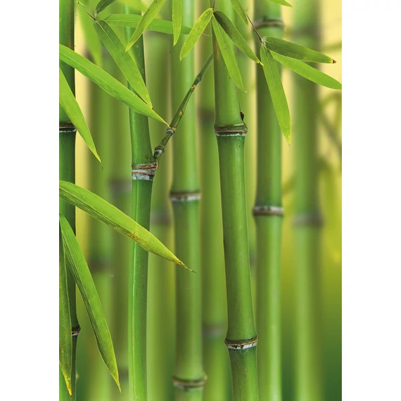 HB SPC/vinyl vízálló fali panel, Bamboo Sprouts (2605 x 1868 mm)