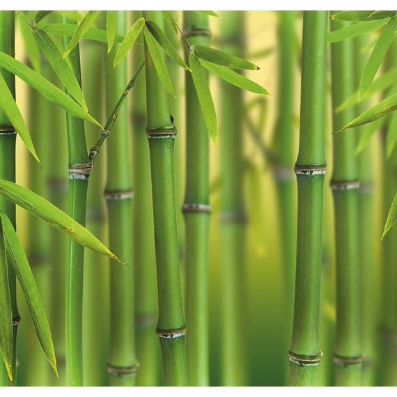 HB SPC/vinyl vízálló fali panel, Bamboo Sprouts (2605 x 2802 mm)