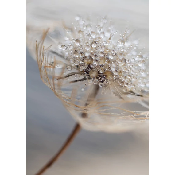 HB SPC/vinyl vízálló fali panel, Delicate Dry Grass Branch (2605 x 1868 mm)
