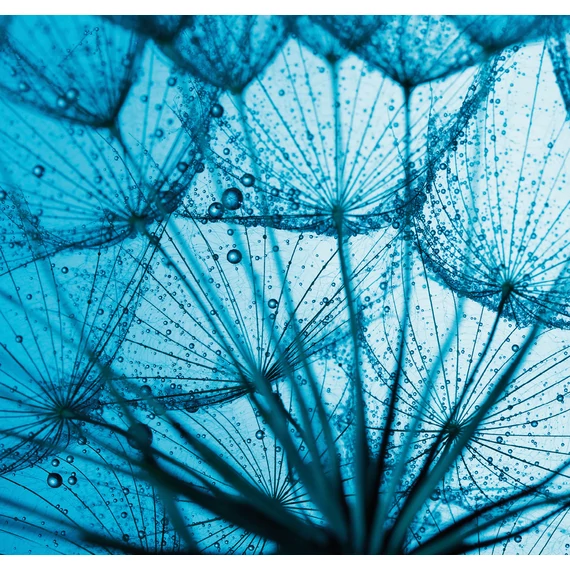 HB SPC/vinyl vízálló fali panel, Taraxamcum with Dew Drops (2605 x 2802 mm)